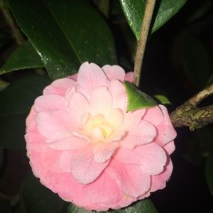 Meet your Posher, Thu anh